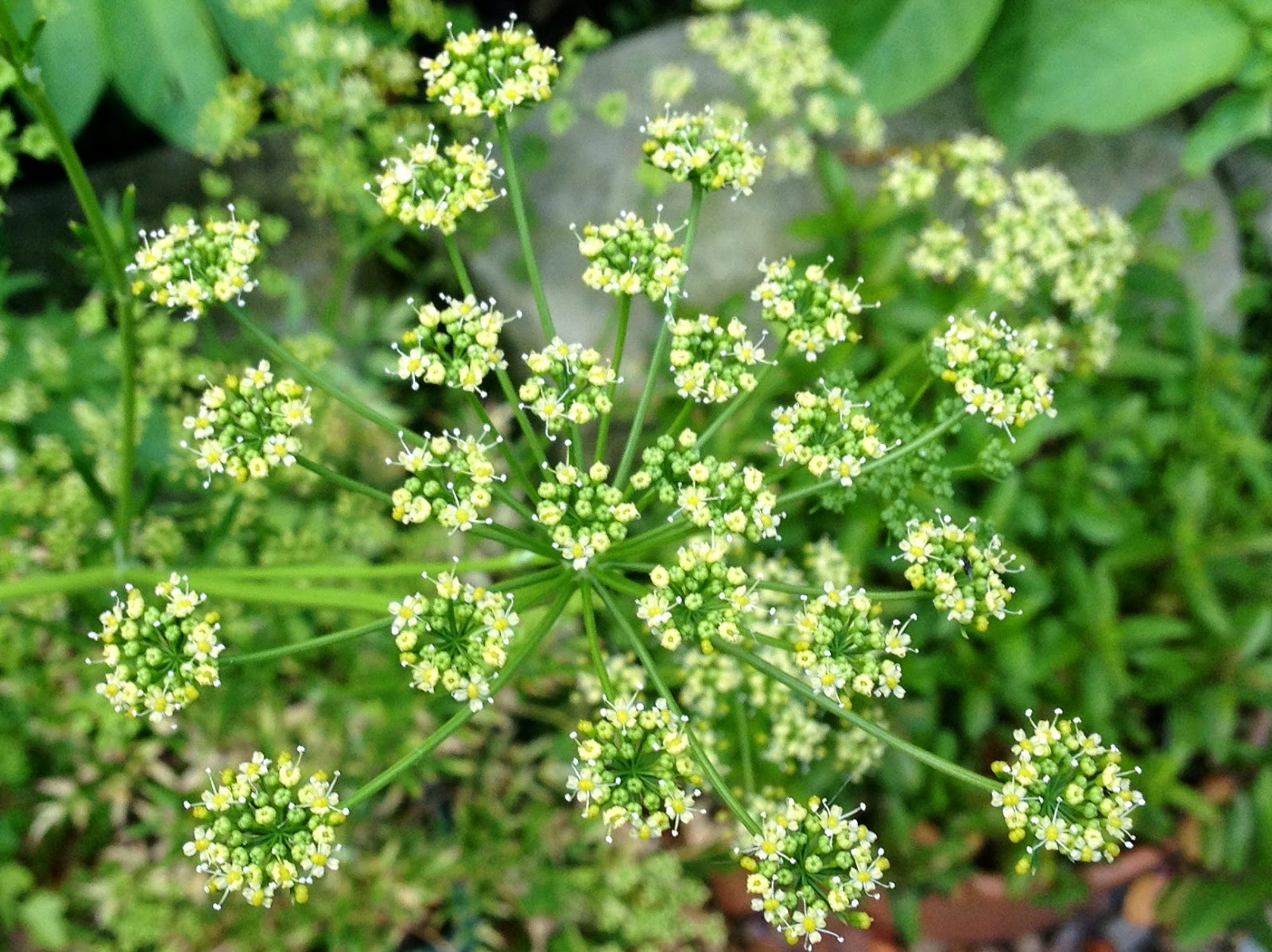 Thru my Sydney Eye Parsley in flower