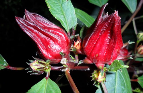 Manfaat Dan Khasiat  Bunga  Rosella  Untuk Kesehatan Ngulas 