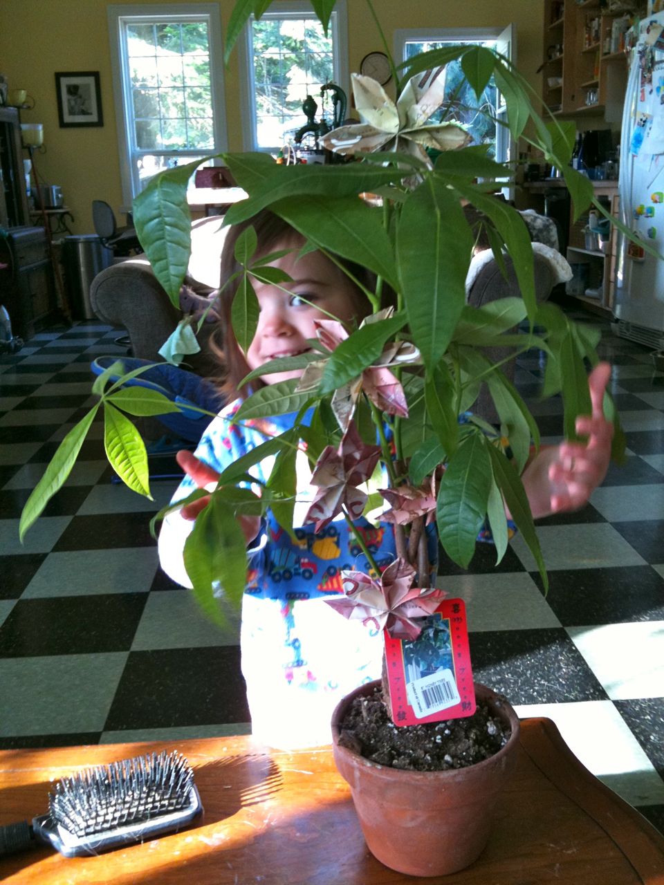 Duppa Dee Make Money flowers on a money tree!