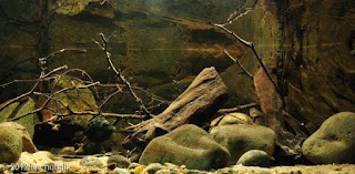 200 Referensi Desain Dan Model Aquascape Berdasarkan Tema https://www.faktapopuler.com/2018/12/200-referensi-desain-dan-model.html