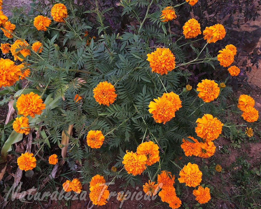 Arbusto del Clavelón de la India o Flor de Muertos, Tagetes erecta