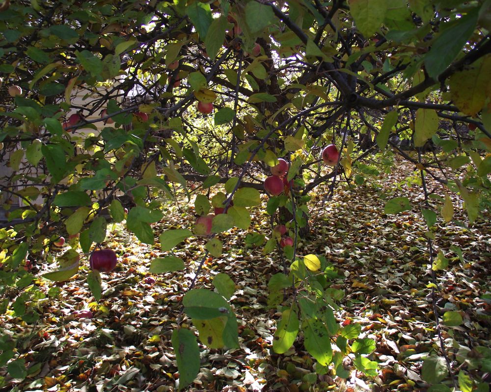 Homemade Apple Sauce