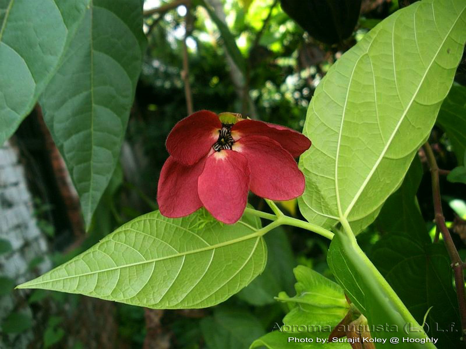 Medicinal Plants Abroma augusta Pishaacha Kaarpaasa Sivapputtuti