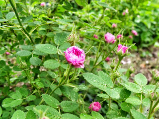 Pompon de Bourgogne (Rosa centifolia) Pompon de Bourgogne (Rosa centifolia) (c) Joachim Wenk