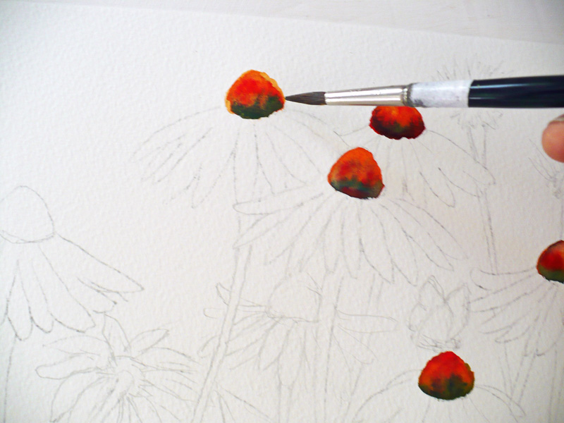 Zeh Original Art Blog Watercolor and Oil Paintings Cone Flowers