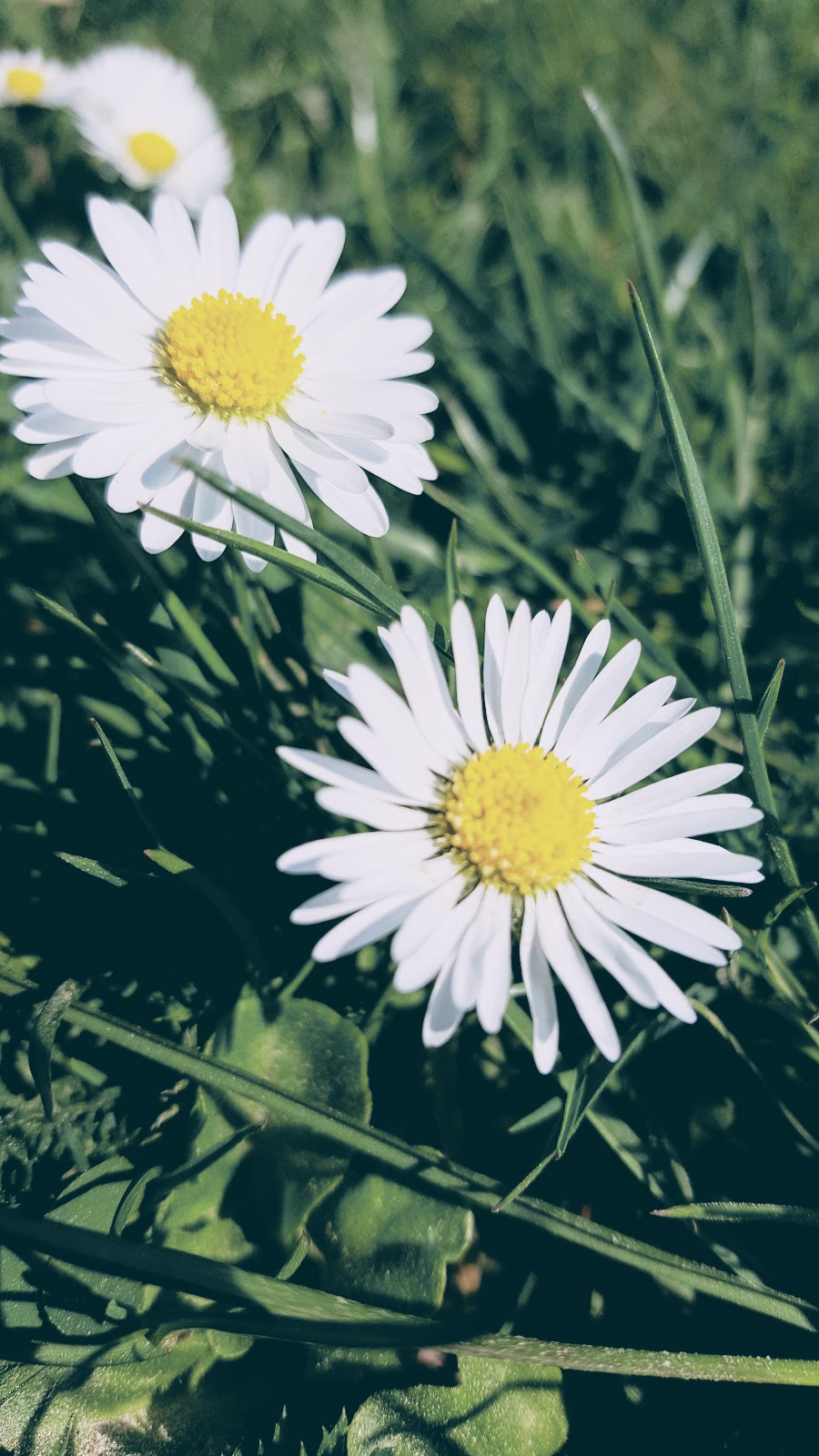 Polka Dot Shirt And Daisies: A Perfect Pairing For Spring Fashion A Perfect Pairing For Spring Fashion