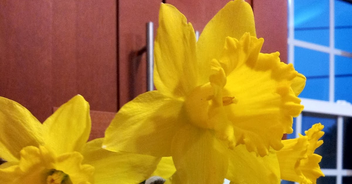 Advancing the Plot Caring for Bulbs After They Bloom