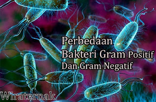 perbedaan bakteri gram positif dan negatif,perbedaan bakteri gram positif dan negatif dan contohnya,perbedaan bakteri gram positif dan negatif brainly,tabel perbedaan bakteri gram positif dan negatif,