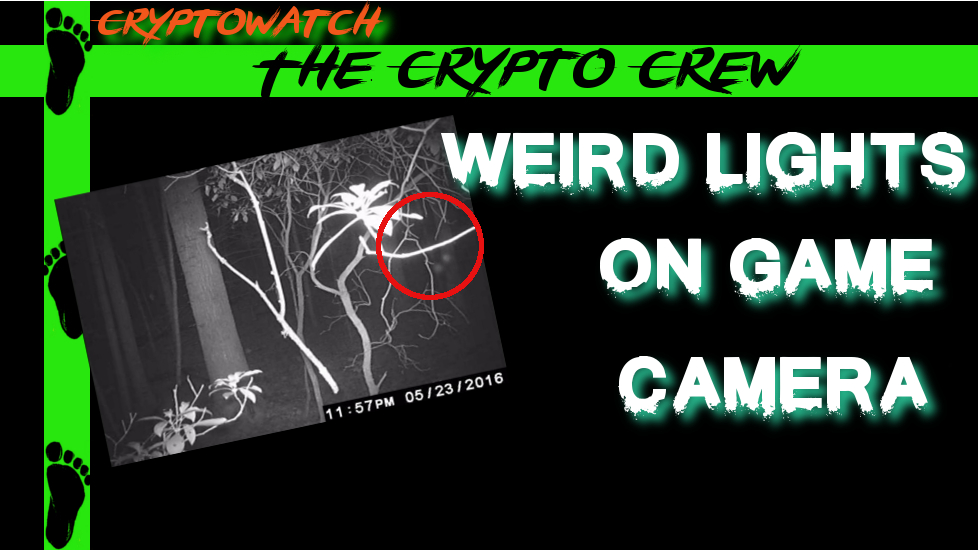 Weird Lights on Game Camera The Crypto Crew