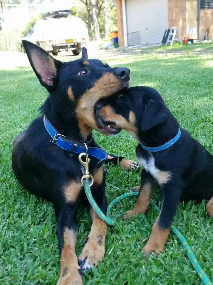 Dental Care for Adult & Senior Dogs Australian Dog Lover