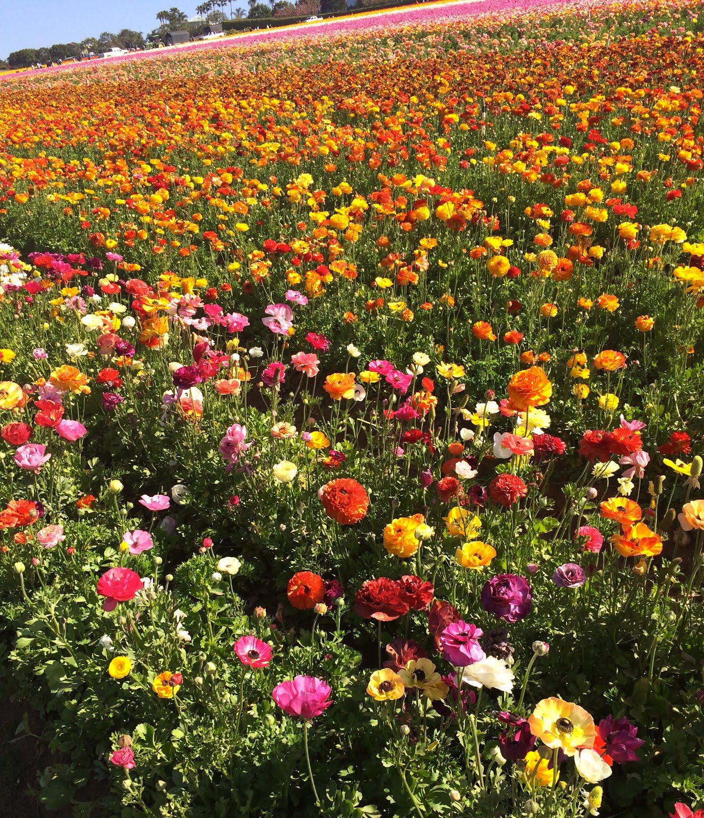 Culver City P.O.: Carlsbad Flower Fields