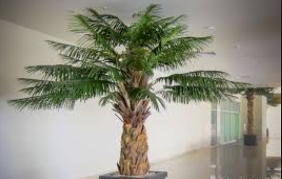 Bonsai Pohon Kelapa Sawit Blogger Bonsai