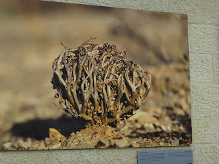 DSC06128.JPG
