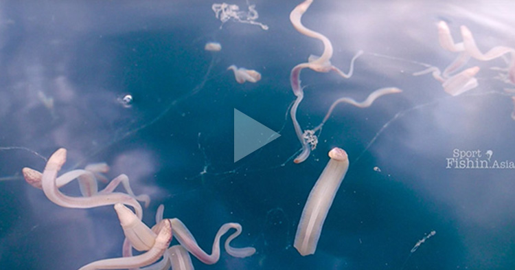 A man encountered a group of "worm-like slimy creatures" on the sea surface