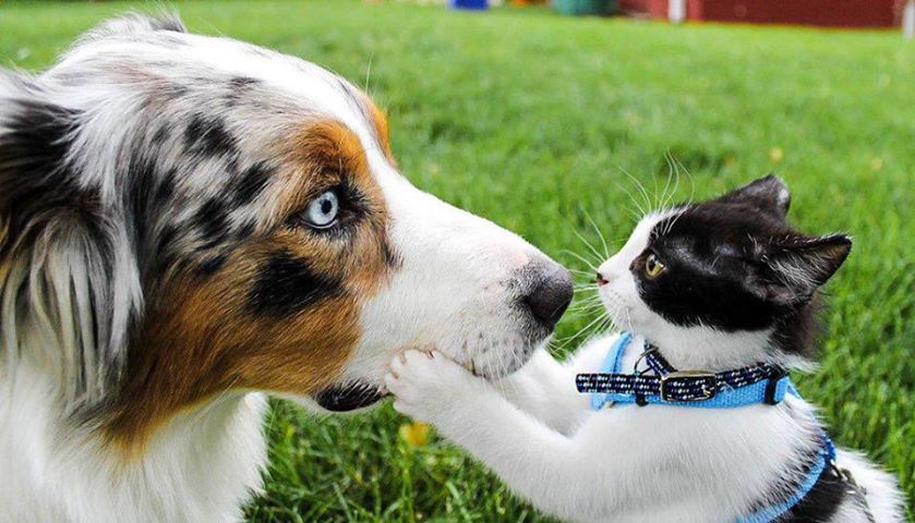Petsfashion Cat And Dog Friendship petsfashion-cat-and-dog-friendship