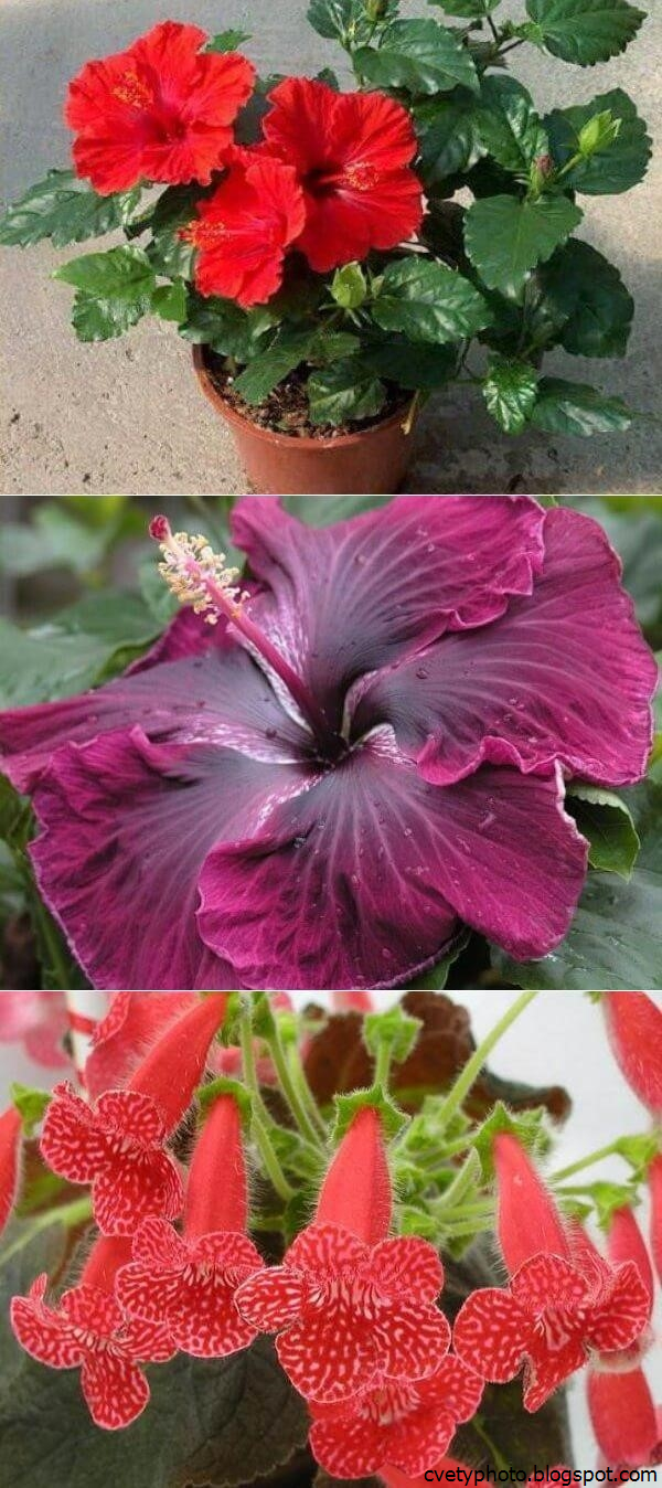 Комнатные Цветы Цветущие Круглый Год Фото