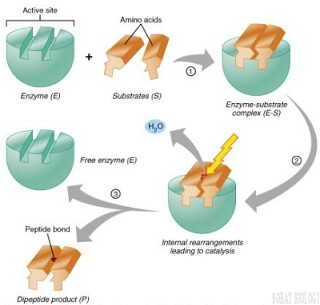 Faktor yang Mempengaruhi Kerja Enzim Sobat Biologi