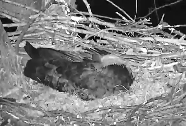 Eagles and Nature with chris7: Eagles4Kids Bald Eagle Nest Territory