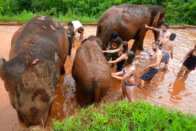Mud baths with the elephants at the sanctuary outside Chiang Mai, Thailand