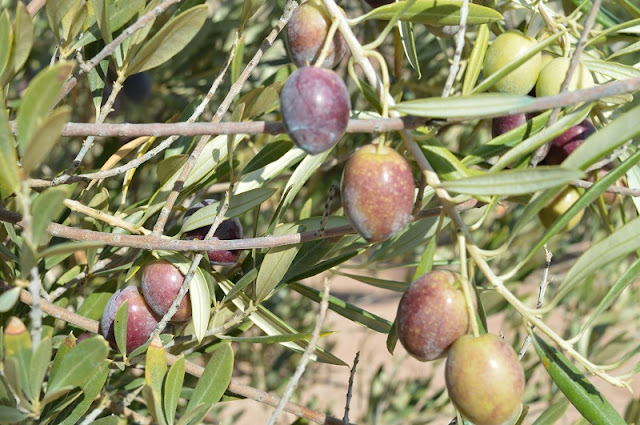 Sierra Sur de Jaen, olive groves, Spain