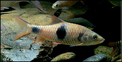 Ikan hampala Ganas Dalam Air