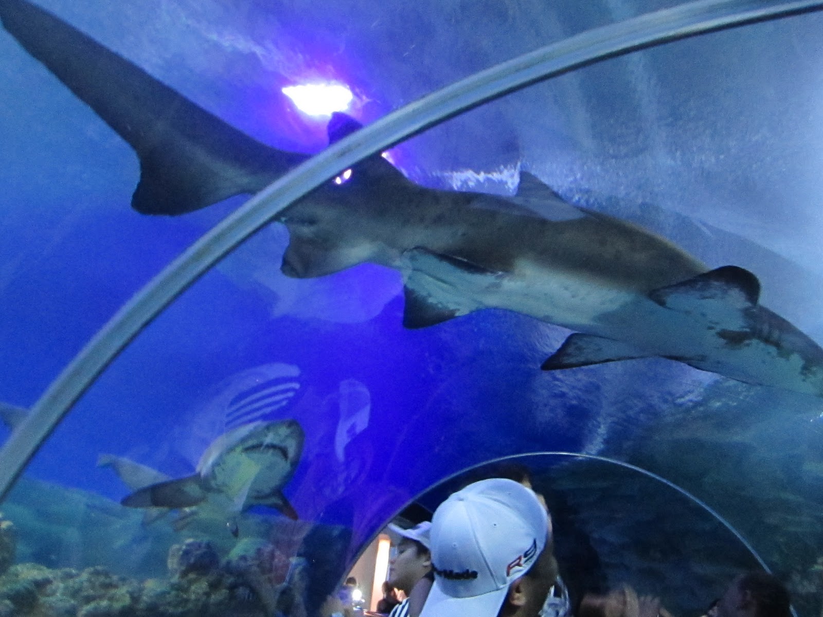 mikahaziq Aquaria KLCC