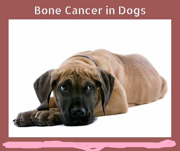 My Human, My Pet (ZORO) An Overview Of Bone Cancer In Dogs