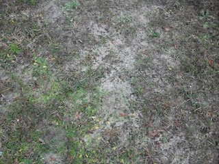 What Is Sandy Soil