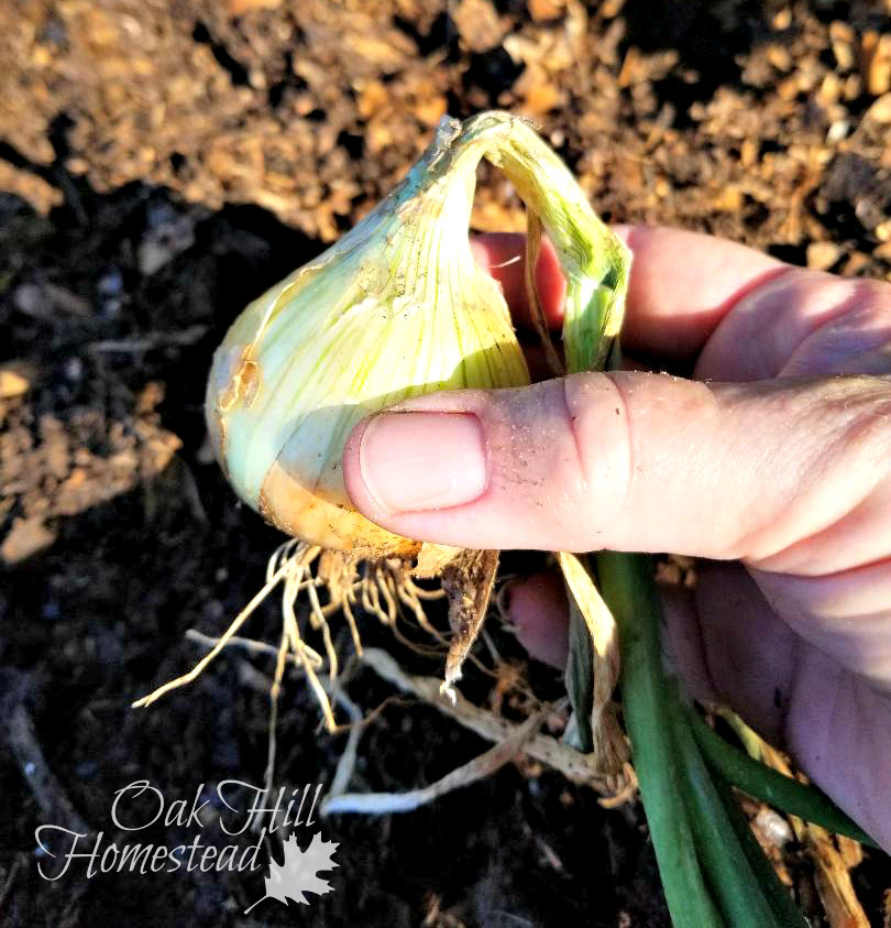 How to Harvest, Cure and Store Onions Oak Hill Homestead