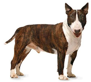 razas de perros medianos bull terrier