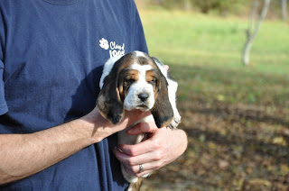 basset hound puppy