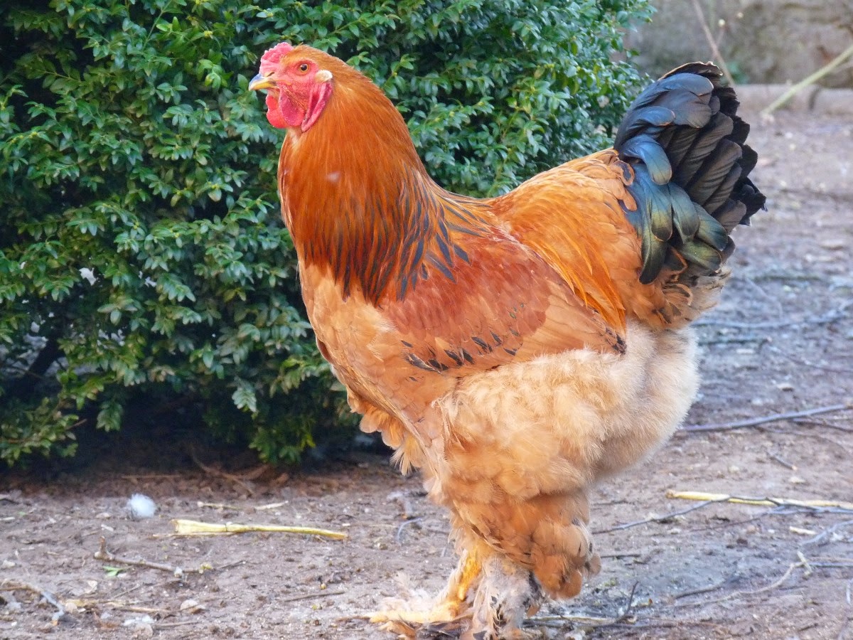 Naturaleza y Medio Ambiente Razas de gallinas Brahma Gigante de la India