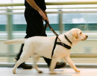 Cachorros serão treinados pelo governo federal para deficientes visuais