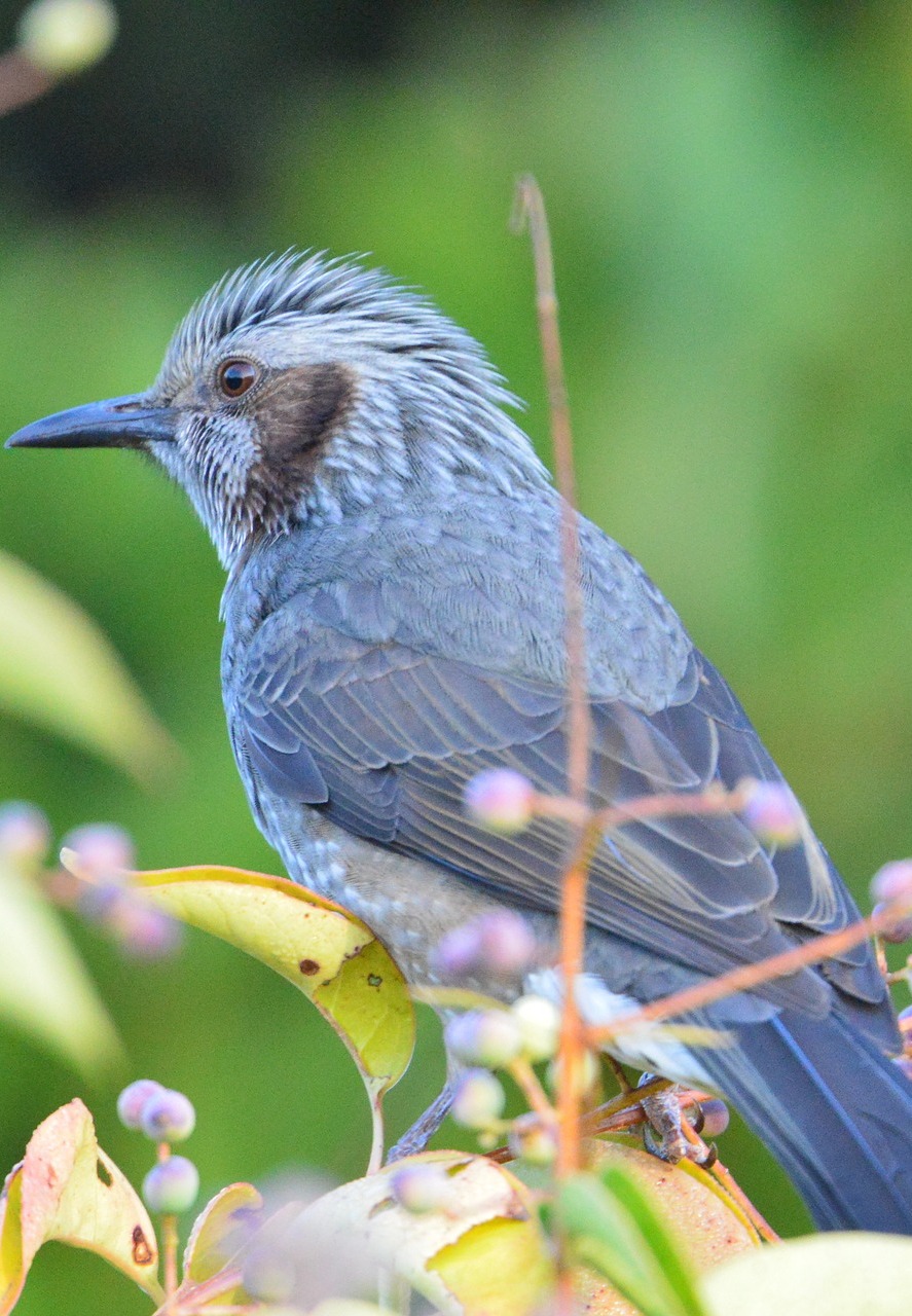 A brown eared bulbul. A brown eared bulbul.