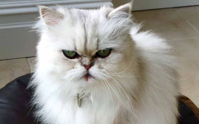 Cat Evident Or Rd Med Cat Evident Or Rd Med
