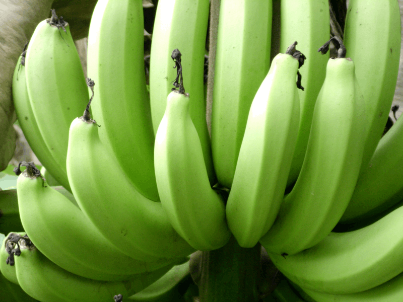 Banana (Musa spp.) Banana (Musa spp.)
