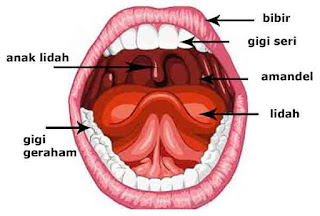 Bagian-bagian mulut