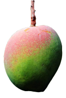 manga fruta