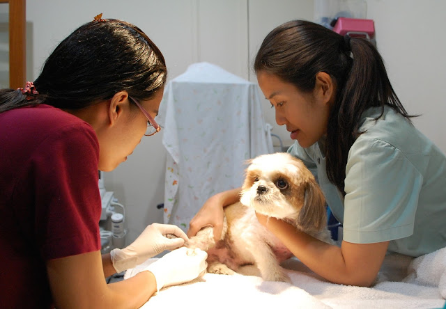 Quando é necessária uma levar ao veterinário?