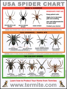 Spider Identification Chart Image