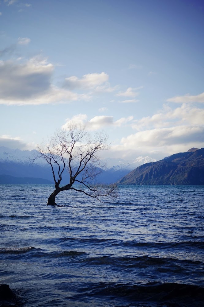 Lone Tree Wanaka Lake New Zealand