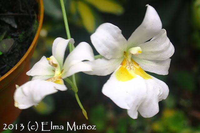 Miltoniopsis sp. Orquideas del Perú
