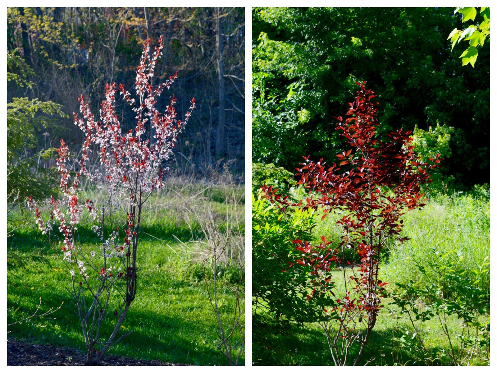 Purple Leaf Sand Cherry Prunus X Cistena Home Garden Companion