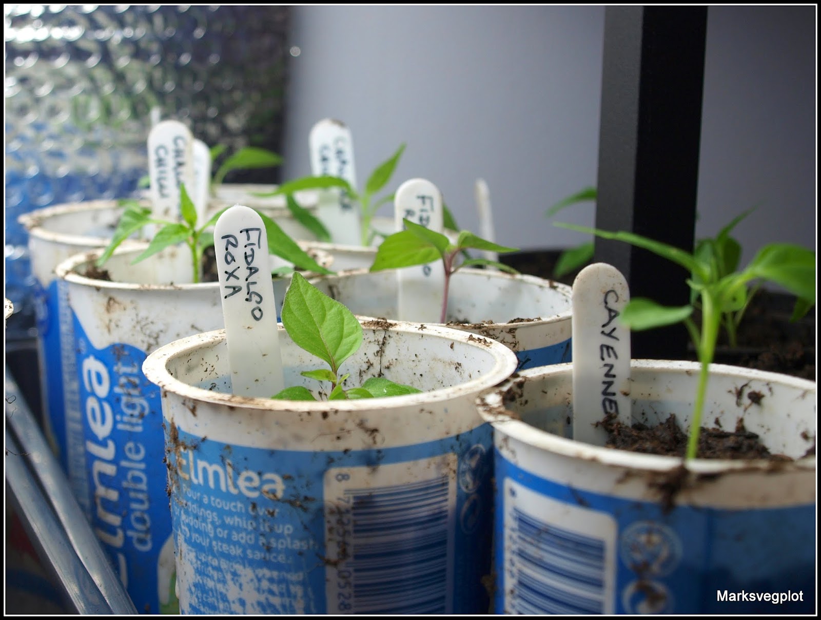 Mark's Veg Plot Pottingup Chilli seedlings