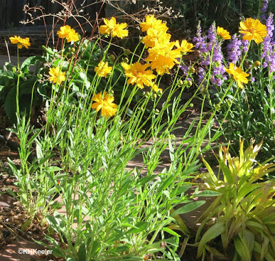 coreopsis coreopsis