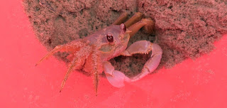 sand crab in red bucket