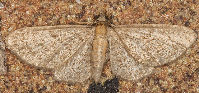 Haworth's Pug, Eupithecia haworthiata. Luxford Lane, Crowborough, 17 July 2017. Haworth's Pug, Eupithecia haworthiata. Luxford Lane, Crowborough, 17 July 2017.