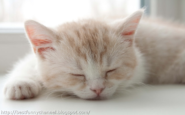 Cute sleeping kitten.