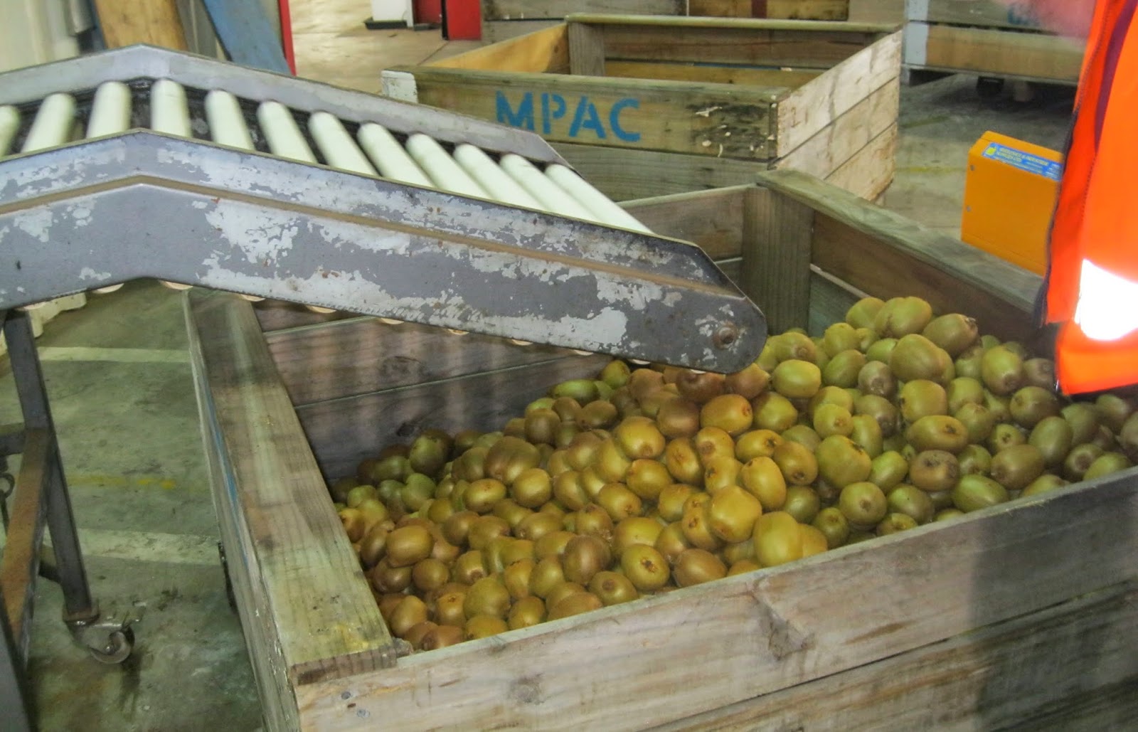 Quiltingorchardist Kiwifruit Being Packed.