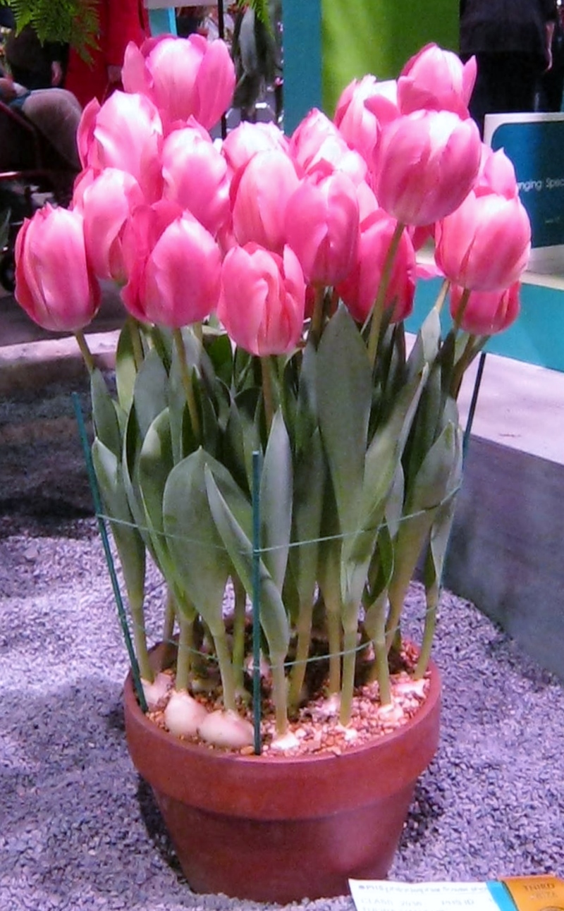 3 Easy Steps Planting Tulips in Pot A Right ~ Independent ...